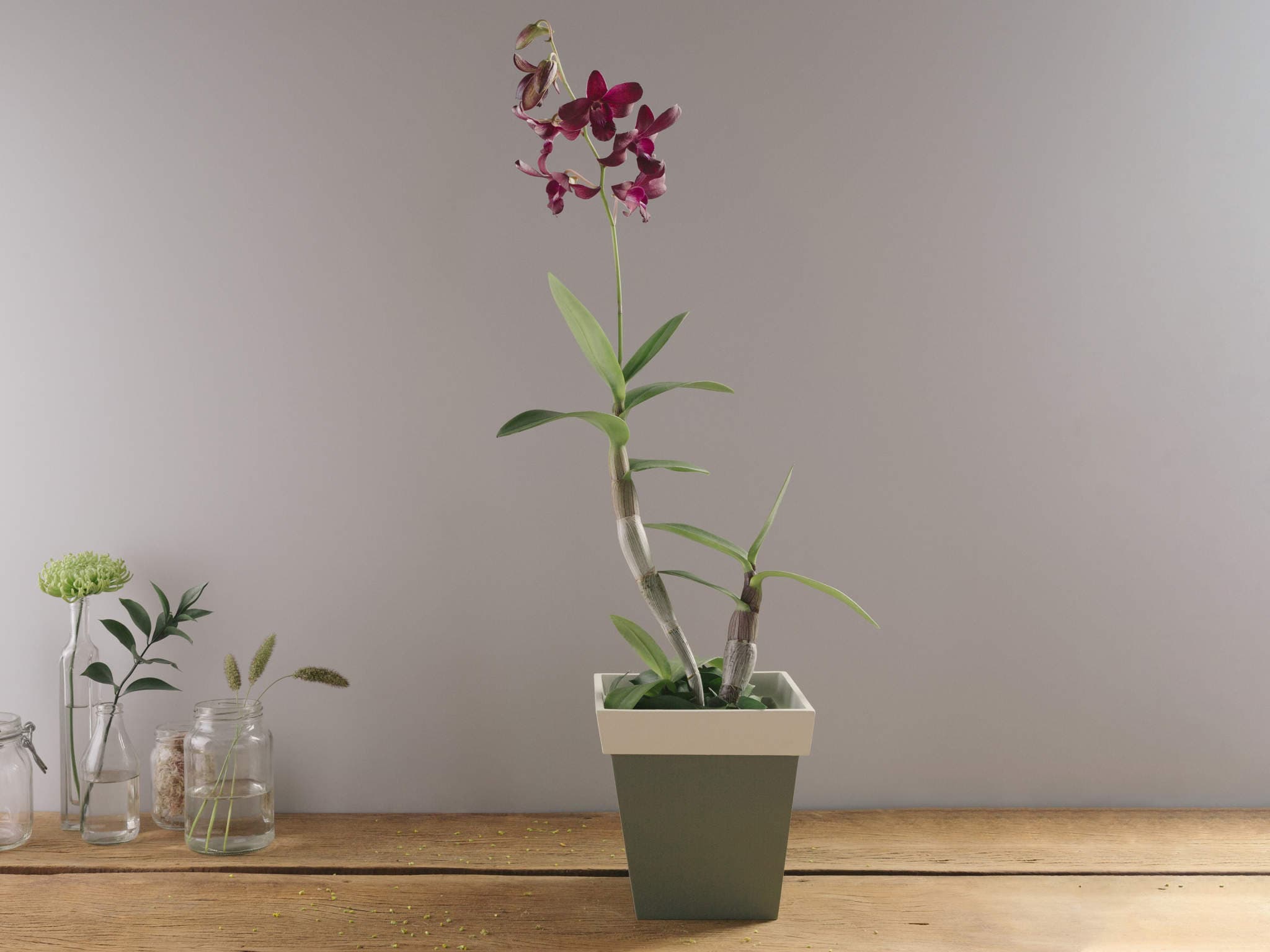 Orquídea Denphal Lilás Plantada em Vaso — Orquídea Denphal Lilás Plantada em Vaso