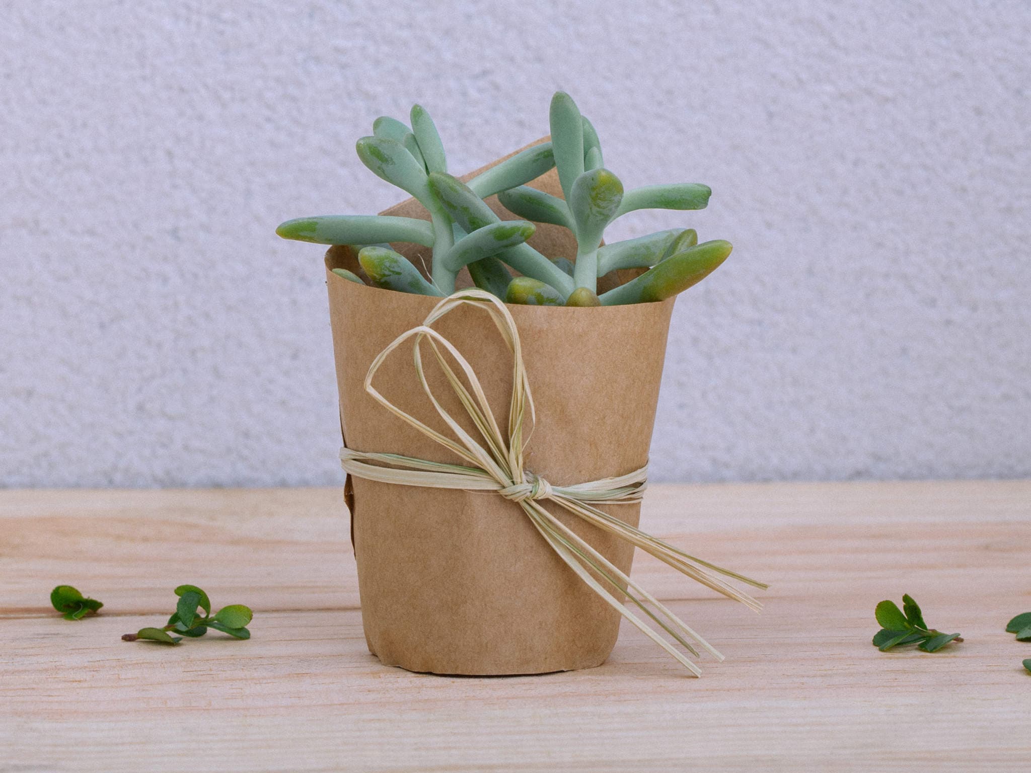 Mini Suculenta Para Entrega — Mini Suculenta Para Entrega