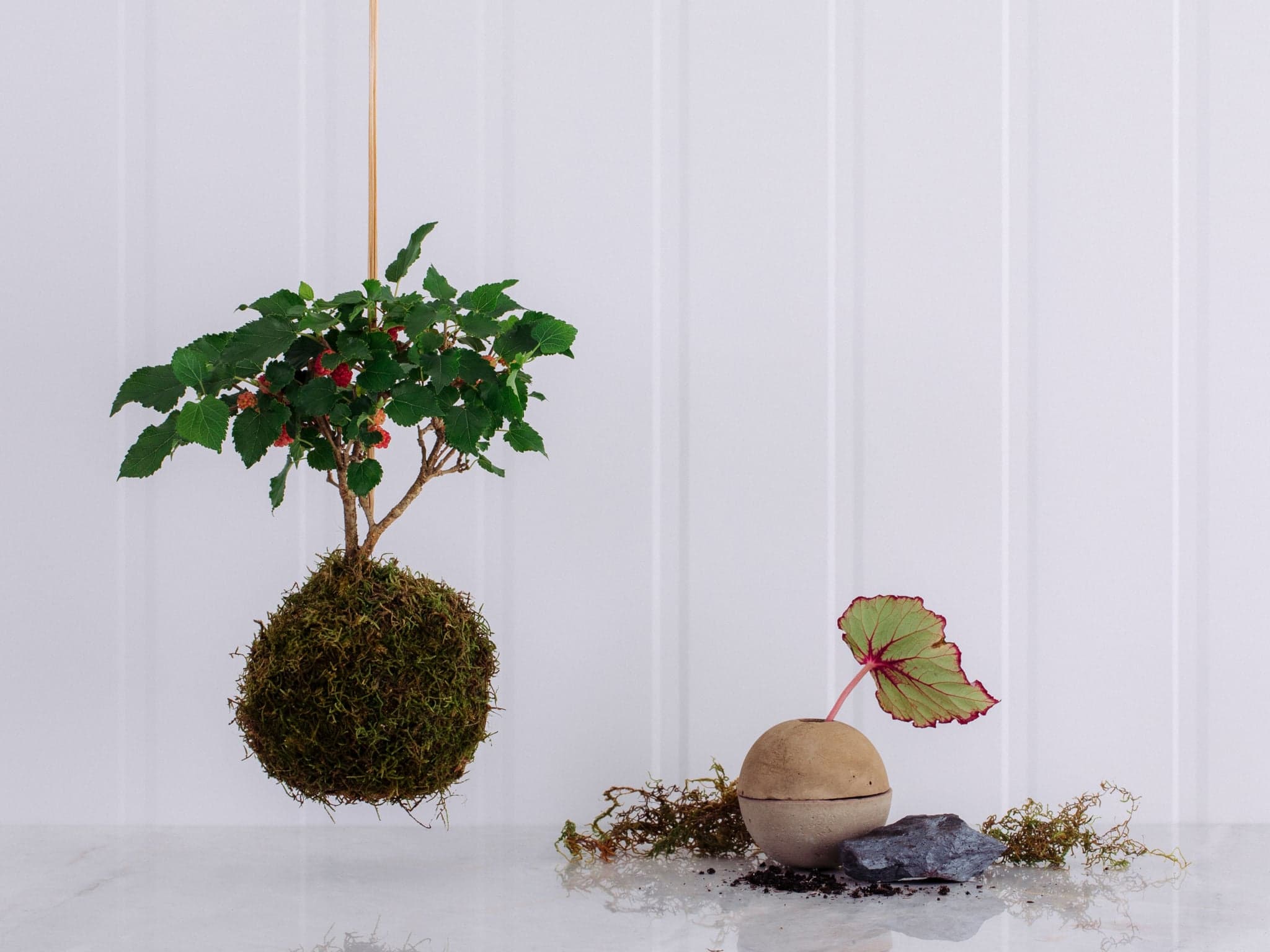 Kokedama de Bonsai de Amora em Caixa de Madeira — Kokedama de Bonsai de Amora em Caixa de Madeira
