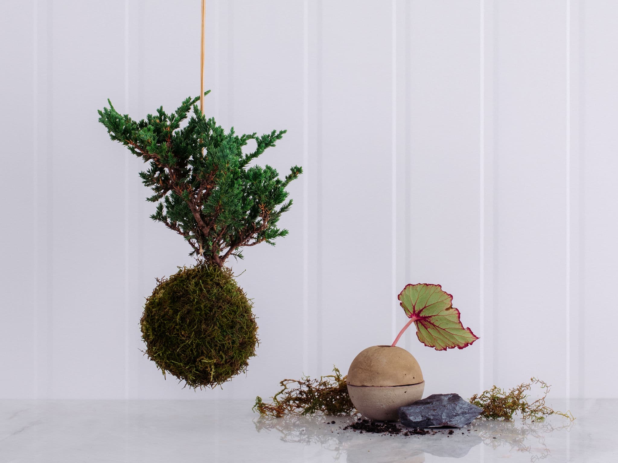 Kokedama de Bonsai de Pinheiro em Caixa de Madeira — Kokedama de Bonsai de Pinheiro em Caixa de Madeira