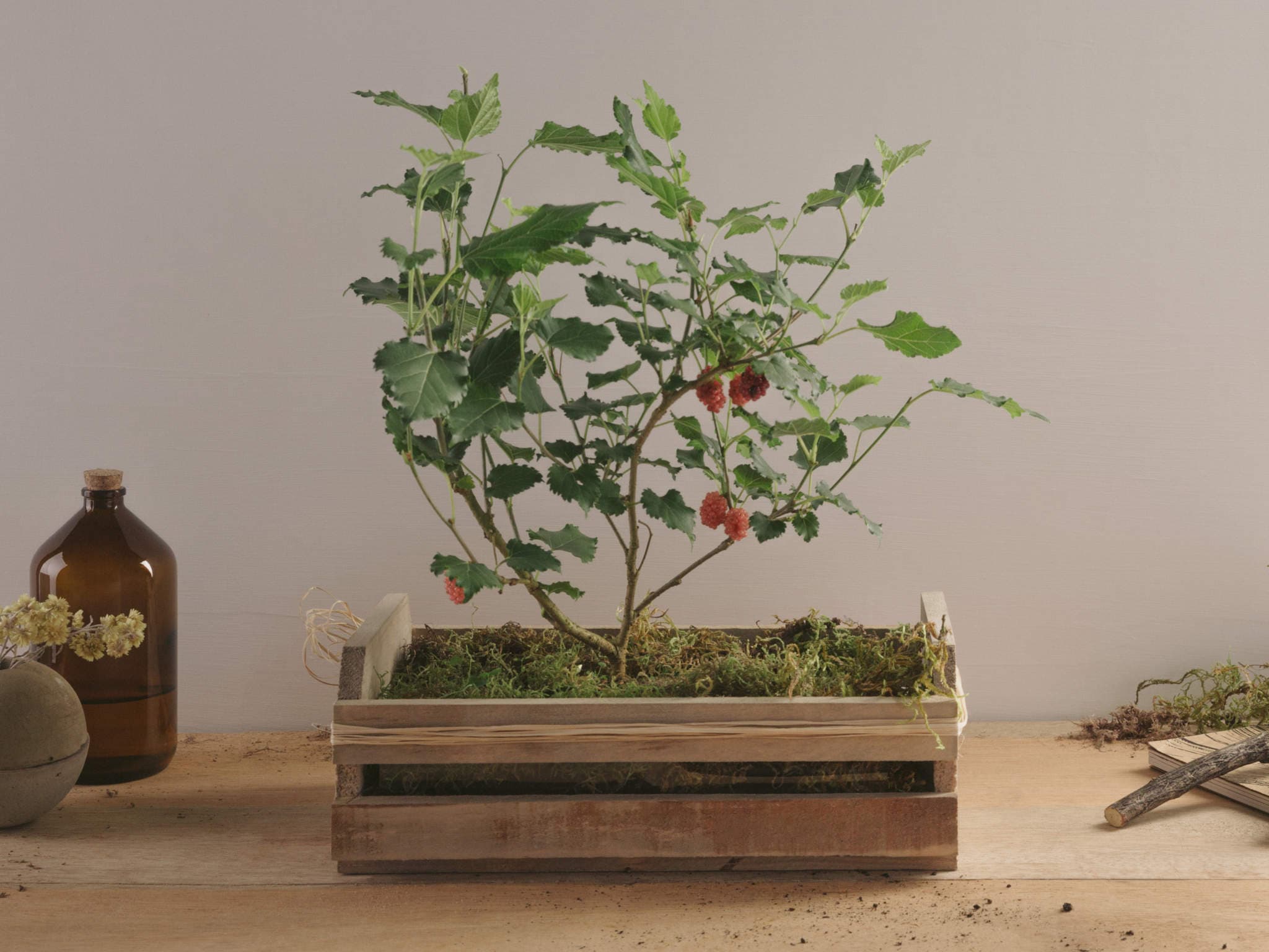 Bonsai de Amora em Caixa Rústica de Madeira Para Entrega — Bonsai de Amora em Caixa Rústica de Madeira Para Entrega