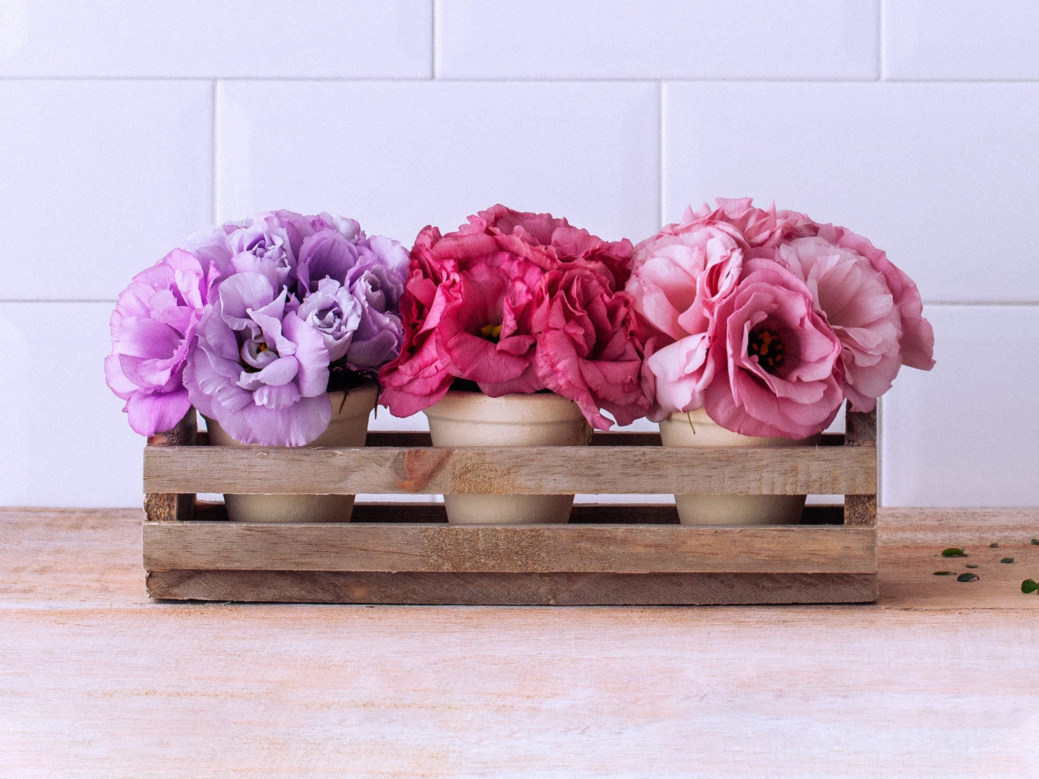 Vasos de Lisianthus Lilás, Roxo e Rosa em Caixa de Madeira — Vasos de Lisianthus Lilás, Roxo e Rosa em Caixa de Madeira