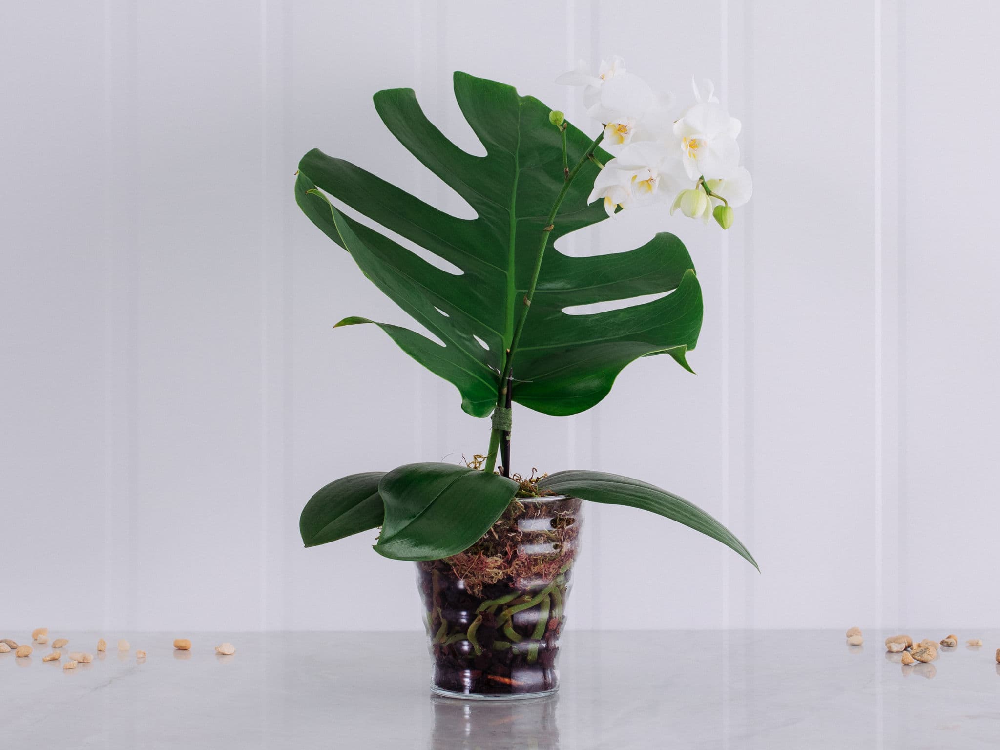 Orquídea Phalaenópsis Branca em Vaso com Folha de Monstera — Orquídea Phalaenópsis Branca em Vaso com Folha de Monstera